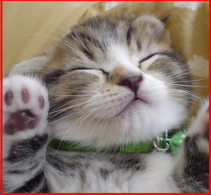 ねここ